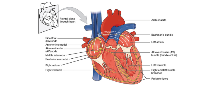 Cardiac Electrophysiology Clinic